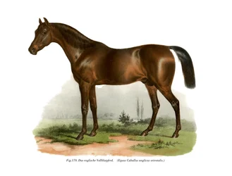 Cavallo purosangue inglese, 1860